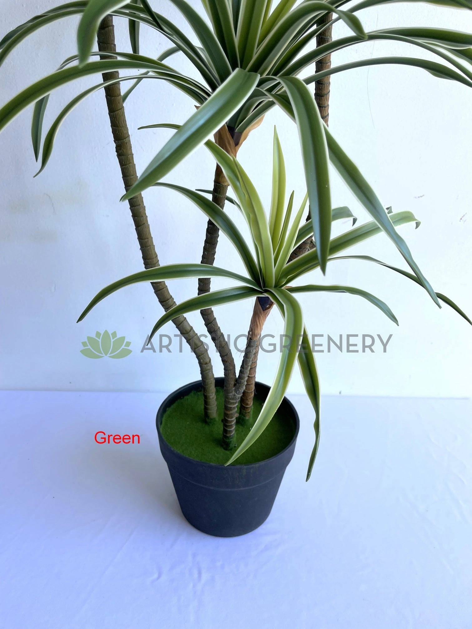 T0173-150 Dracaena Marginata Yucca 150cm Green / Red