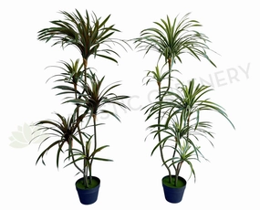 T0173-150 Dracaena Marginata Yucca 150cm Green / Red sun perennial  