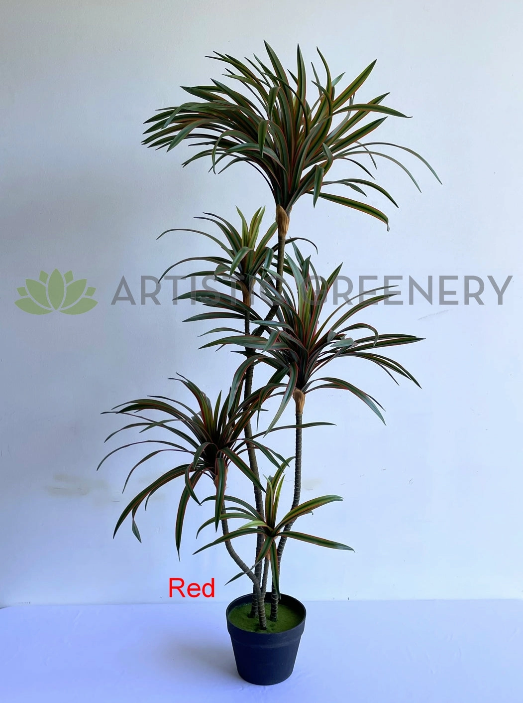 T0173-150 Dracaena Marginata Yucca 150cm Green / Red