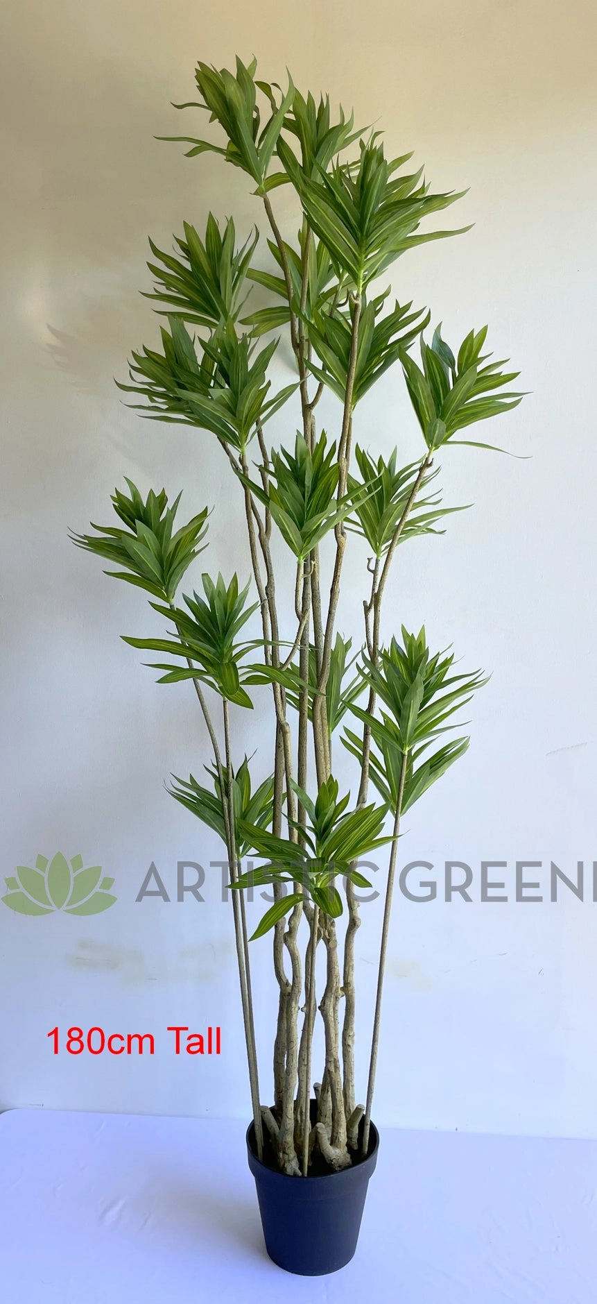 T0174 Dracaena Reflexa (Song of India) 150 / 180cm