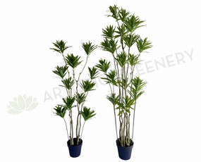 T0174 Dracaena Reflexa (Song of India) 150 / 180cm sun perennial  