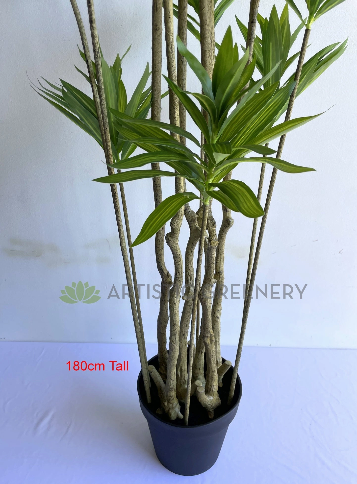 T0174 Dracaena Reflexa (Song of India) 150 / 180cm