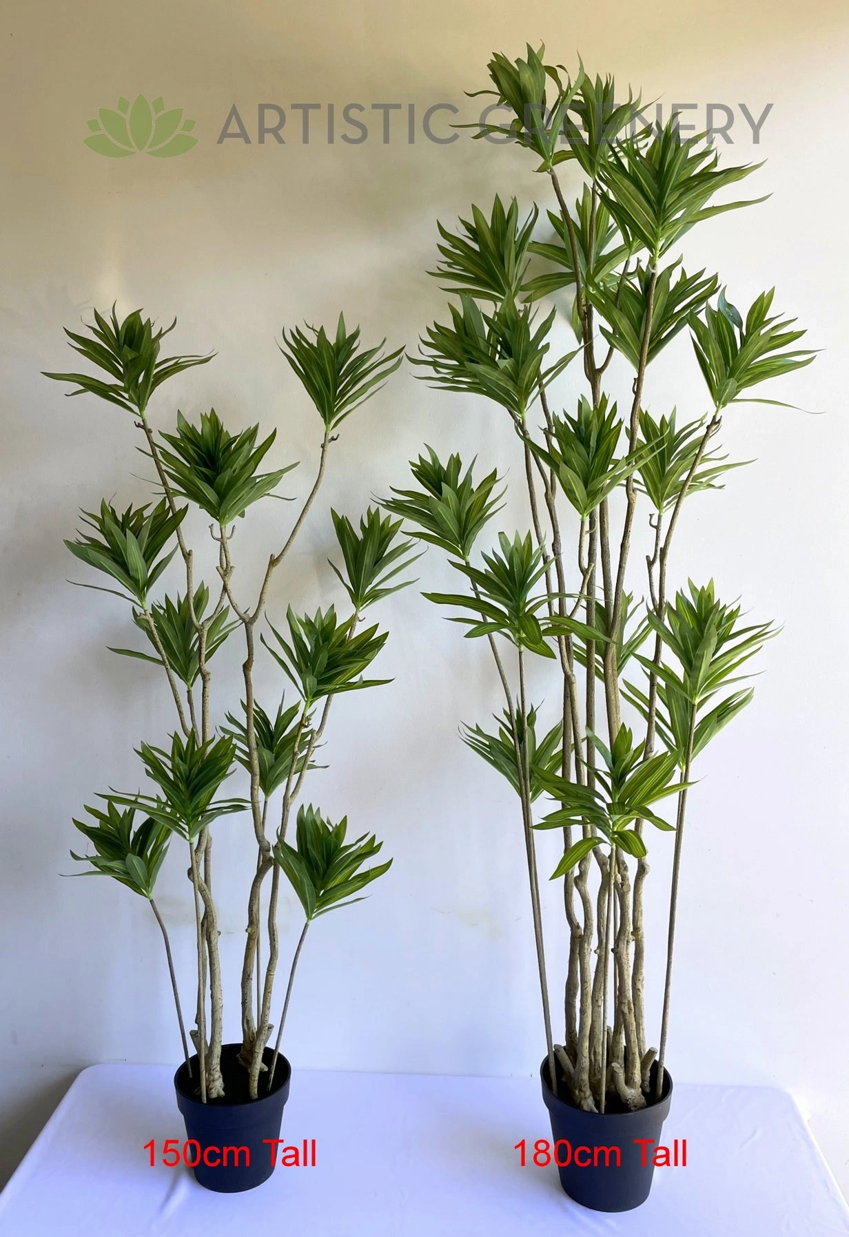 T0174 Dracaena Reflexa (Song of India) 150 / 180cm