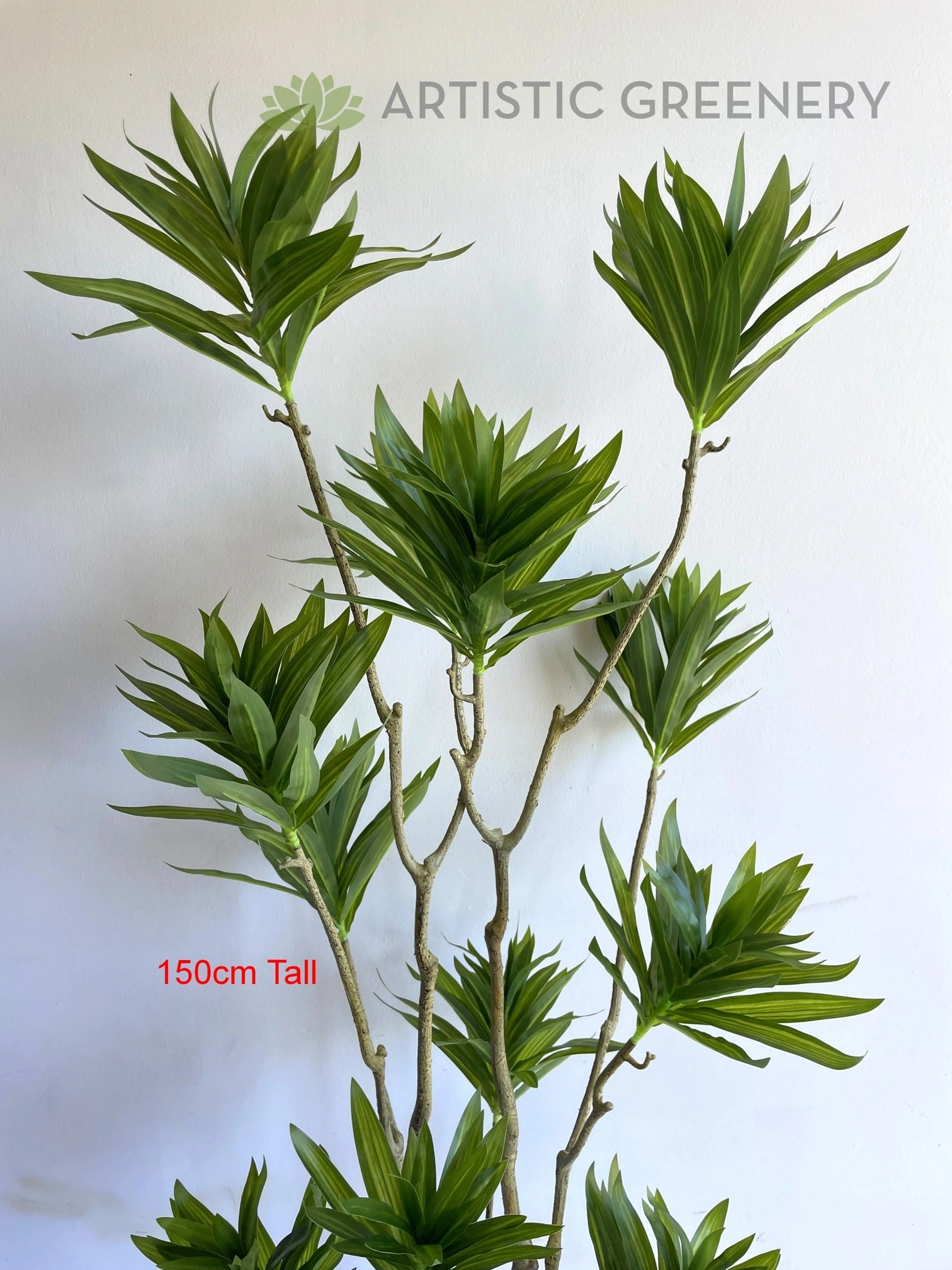 T0174 Dracaena Reflexa (Song of India) 150 / 180cm