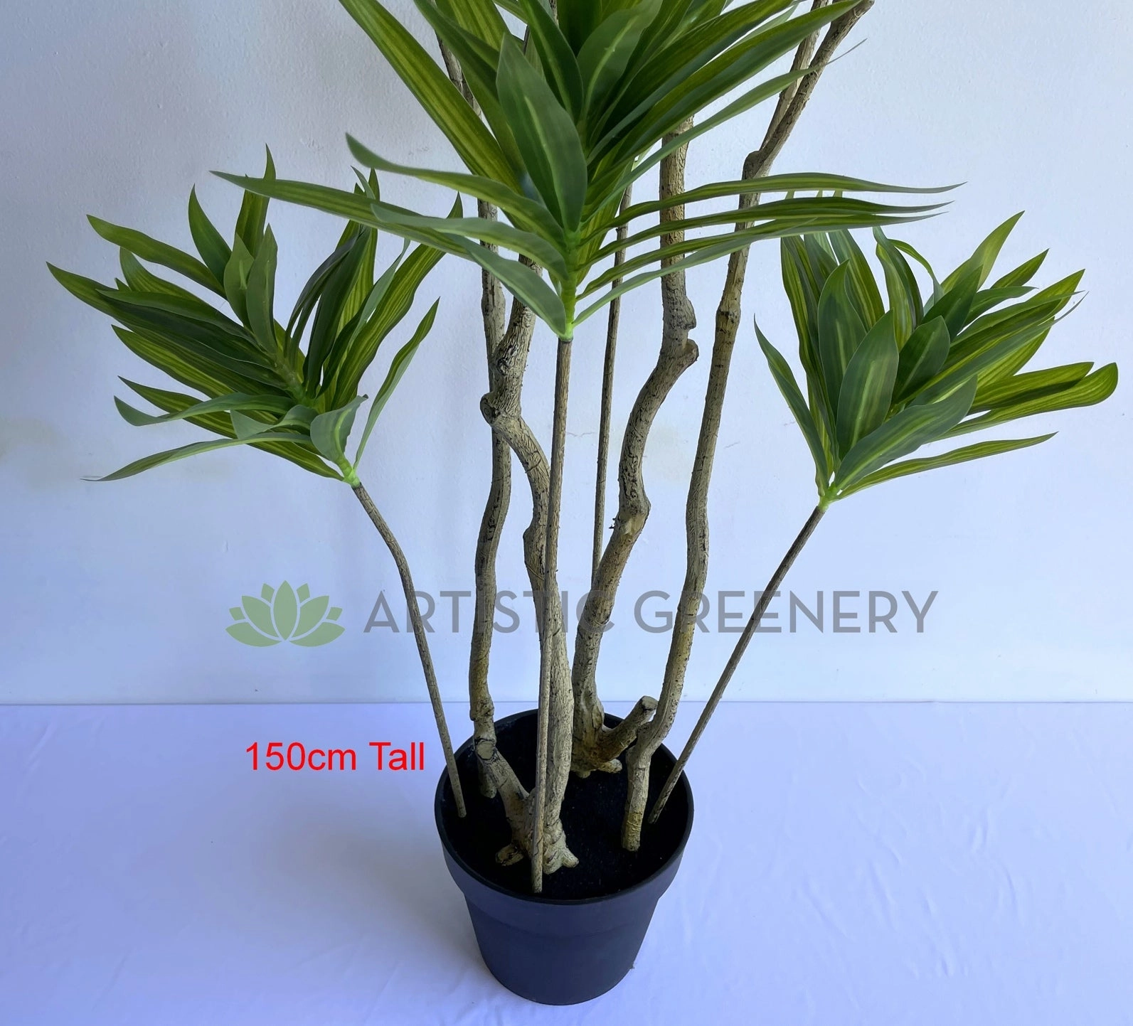 T0174 Dracaena Reflexa (Song of India) 150 / 180cm