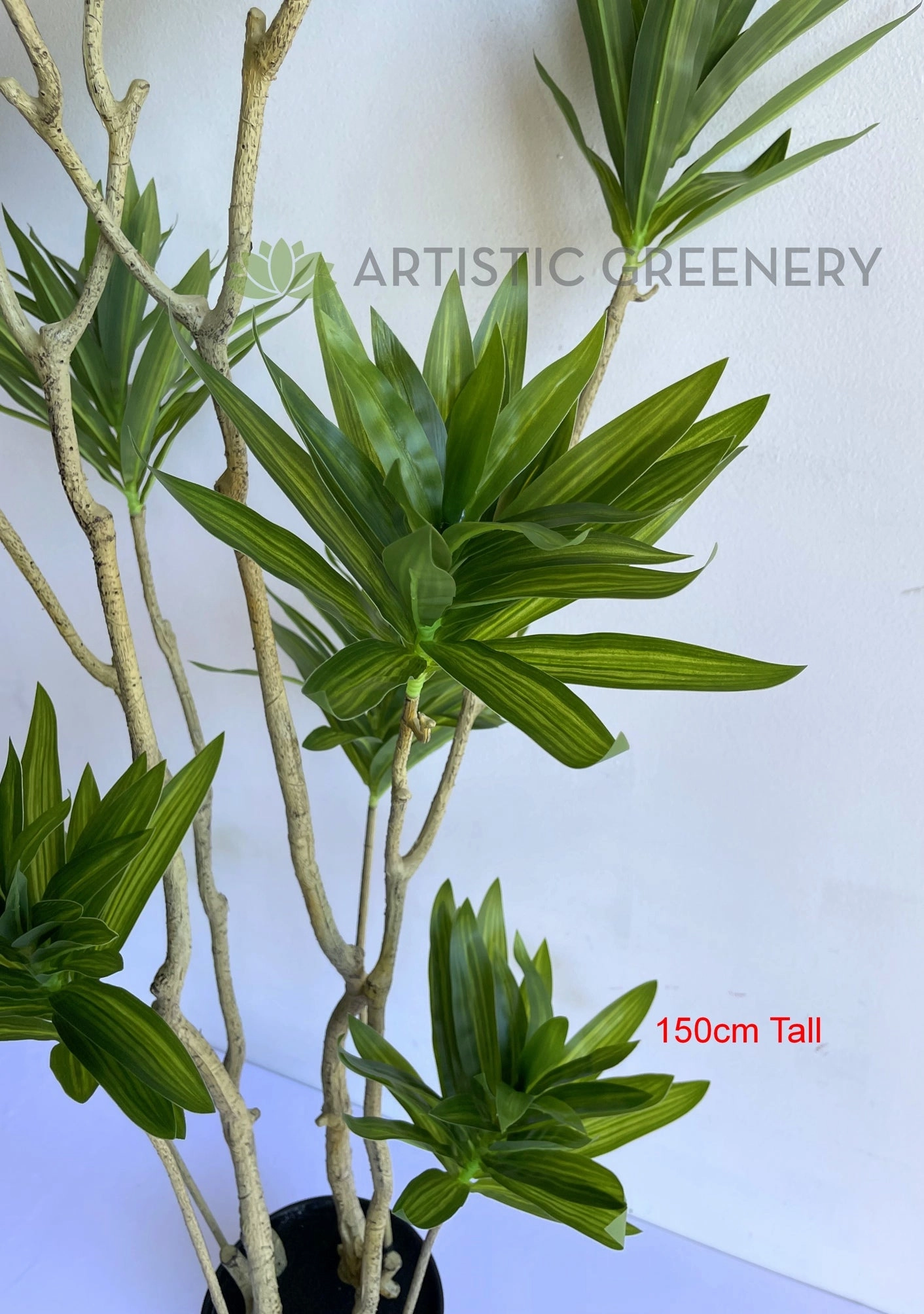 T0174 Dracaena Reflexa (Song of India) 150 / 180cm