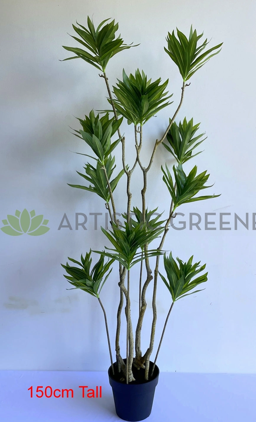 T0174 Dracaena Reflexa (Song of India) 150 / 180cm