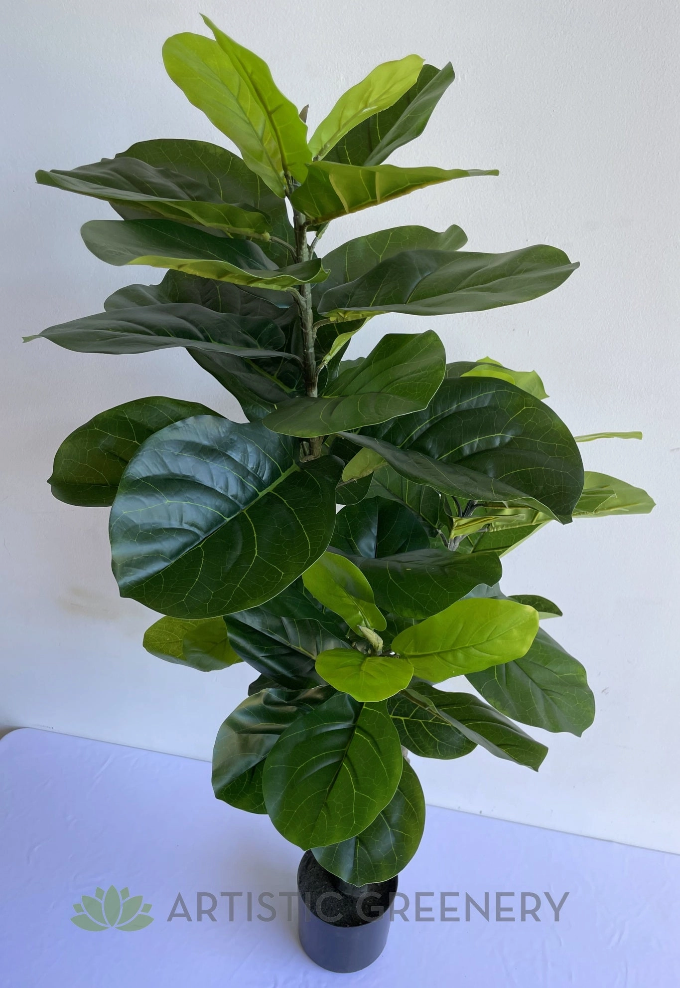 T0175 Fiddle Leaf Fig Plant 120cm