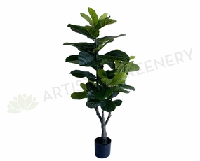 T0175 Fiddle Leaf Fig Plant 120cm sun perennial  
