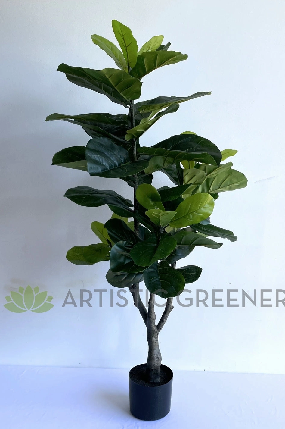 T0175 Fiddle Leaf Fig Plant 120cm