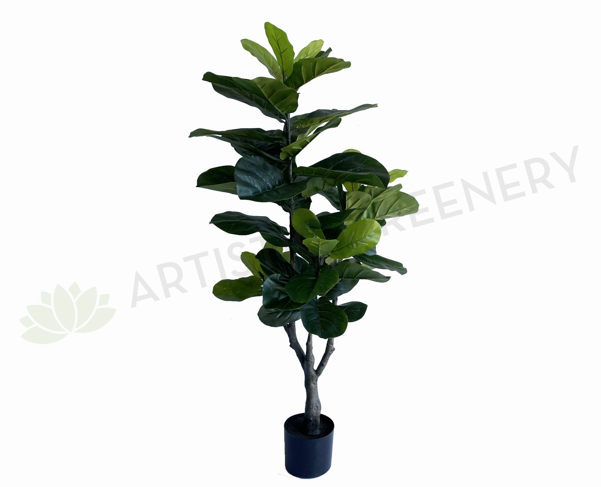 T0175 Fiddle Leaf Fig Plant 120cm sun perennial  