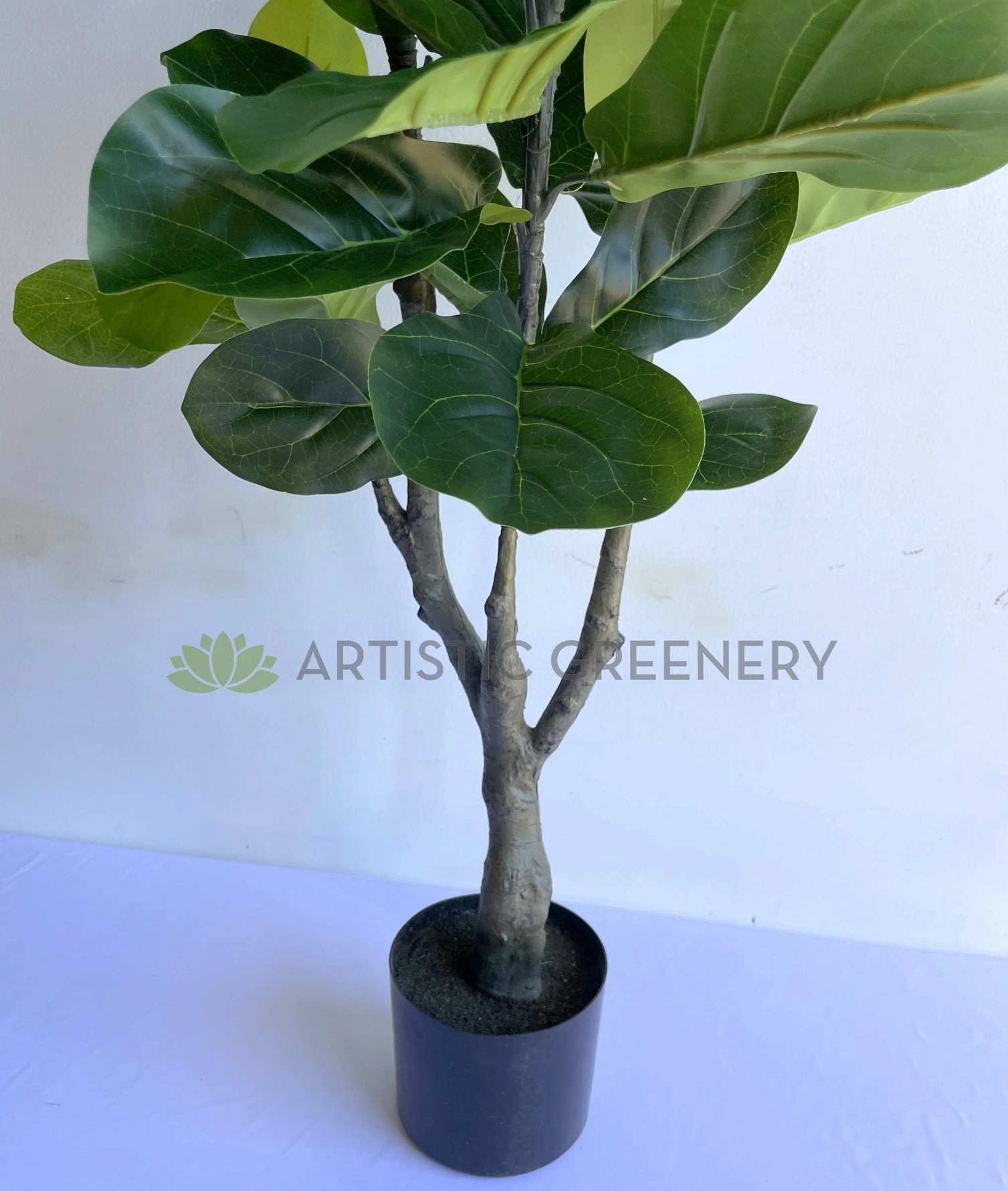 T0175 Fiddle Leaf Fig Plant 120cm