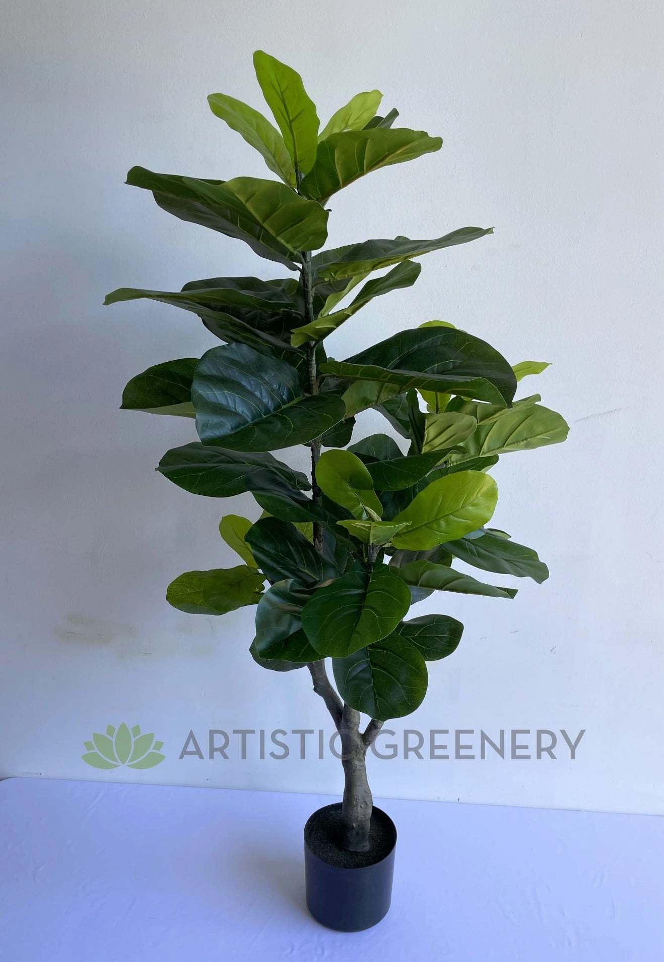 T0175 Fiddle Leaf Fig Plant 120cm