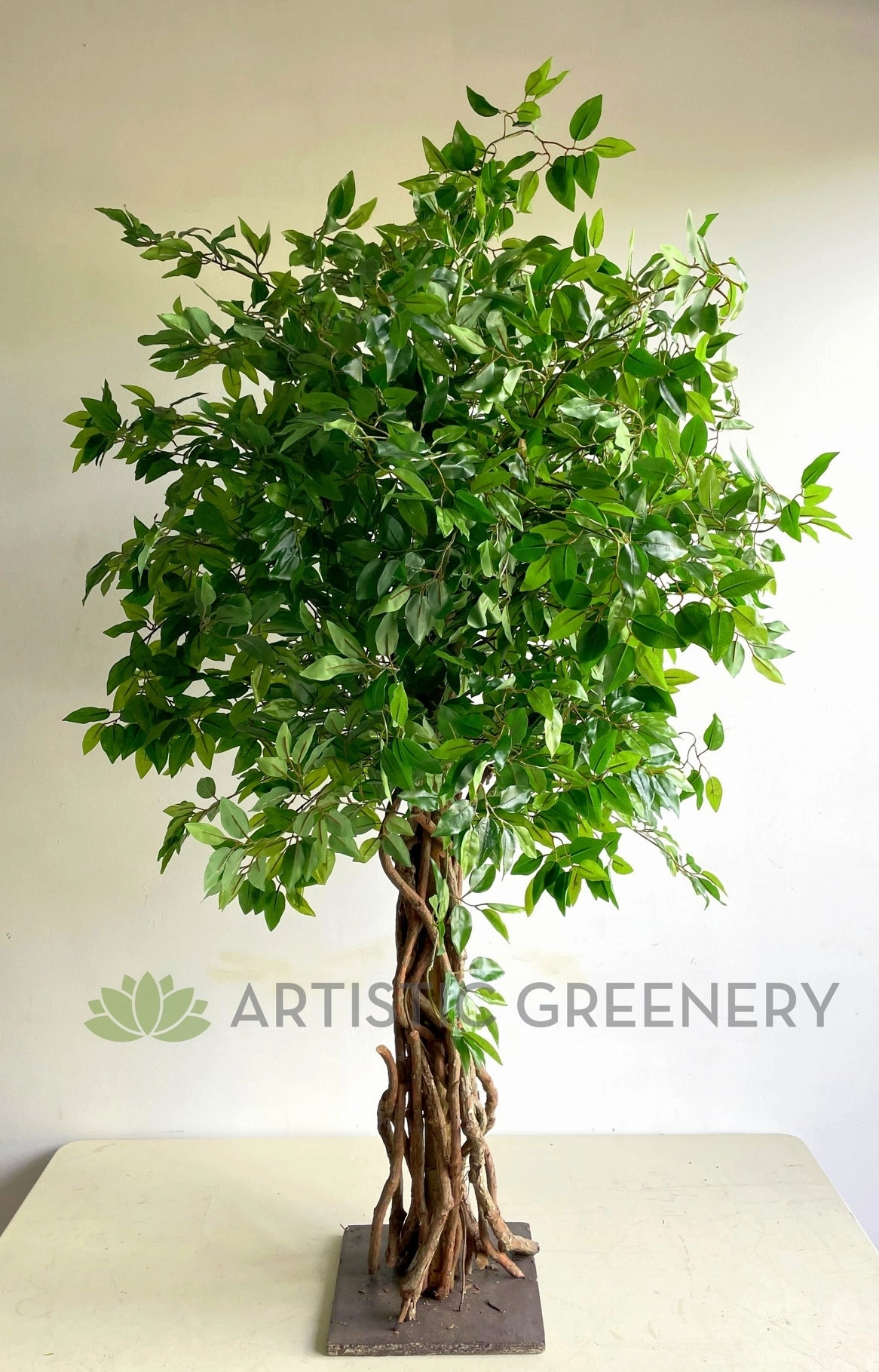 T0176 Ficus Tree with Braided Roots 150cm / 180cm