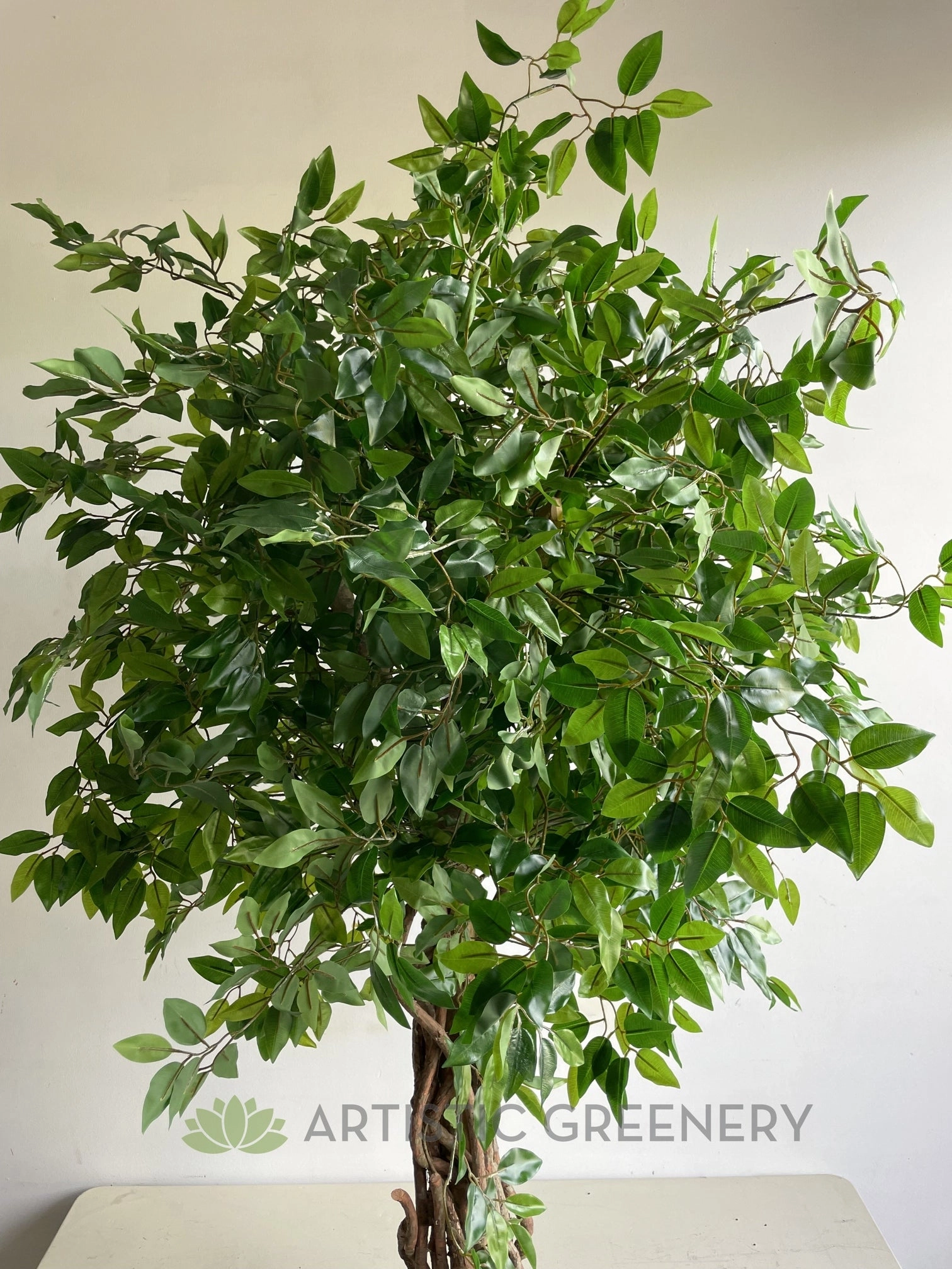 T0176 Ficus Tree with Braided Roots 150cm / 180cm