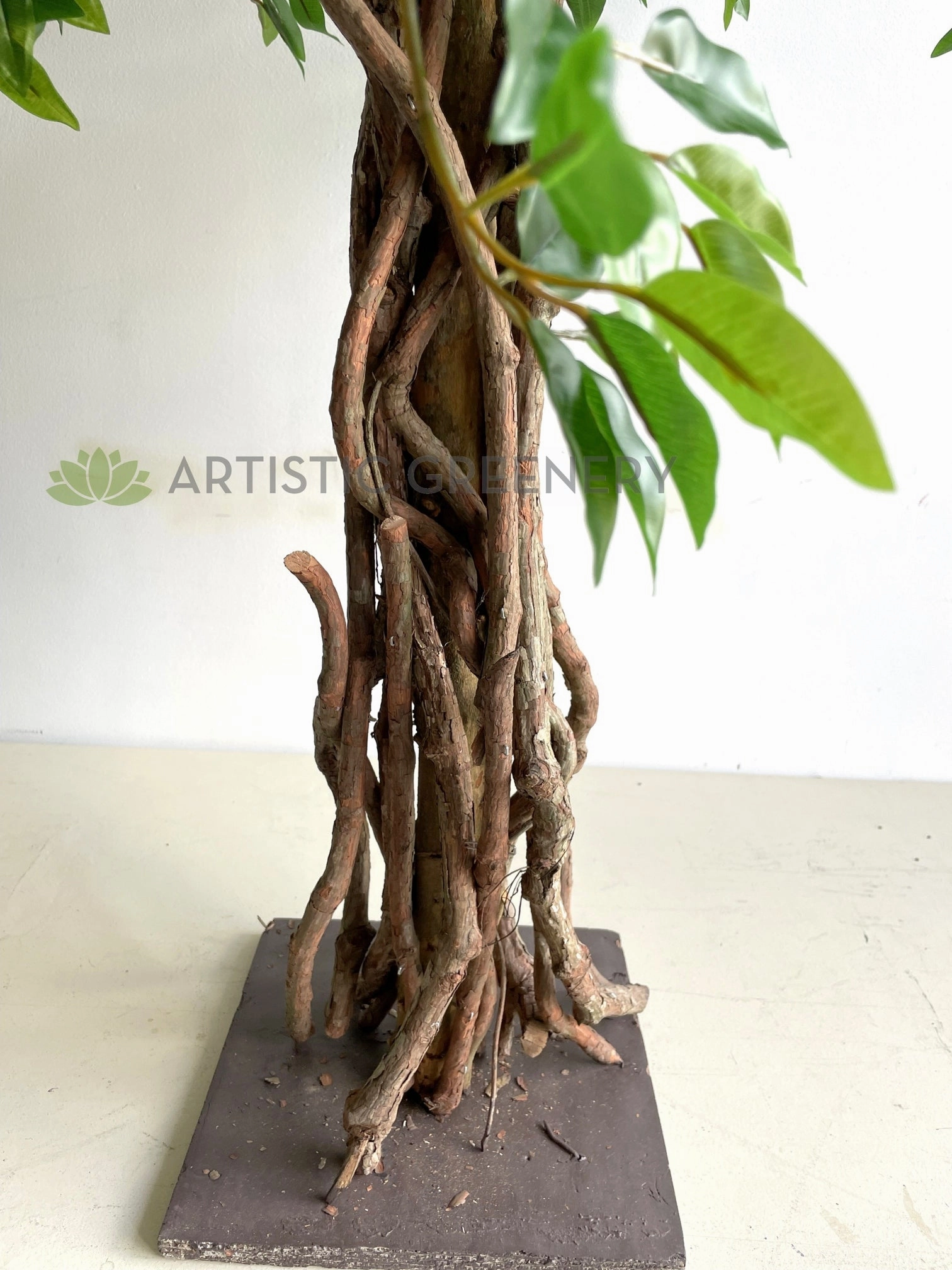 T0176 Ficus Tree with Braided Roots 150cm / 180cm