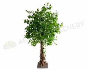 T0176 Ficus Tree with Braided Roots 150cm / 180cm sun perennial  