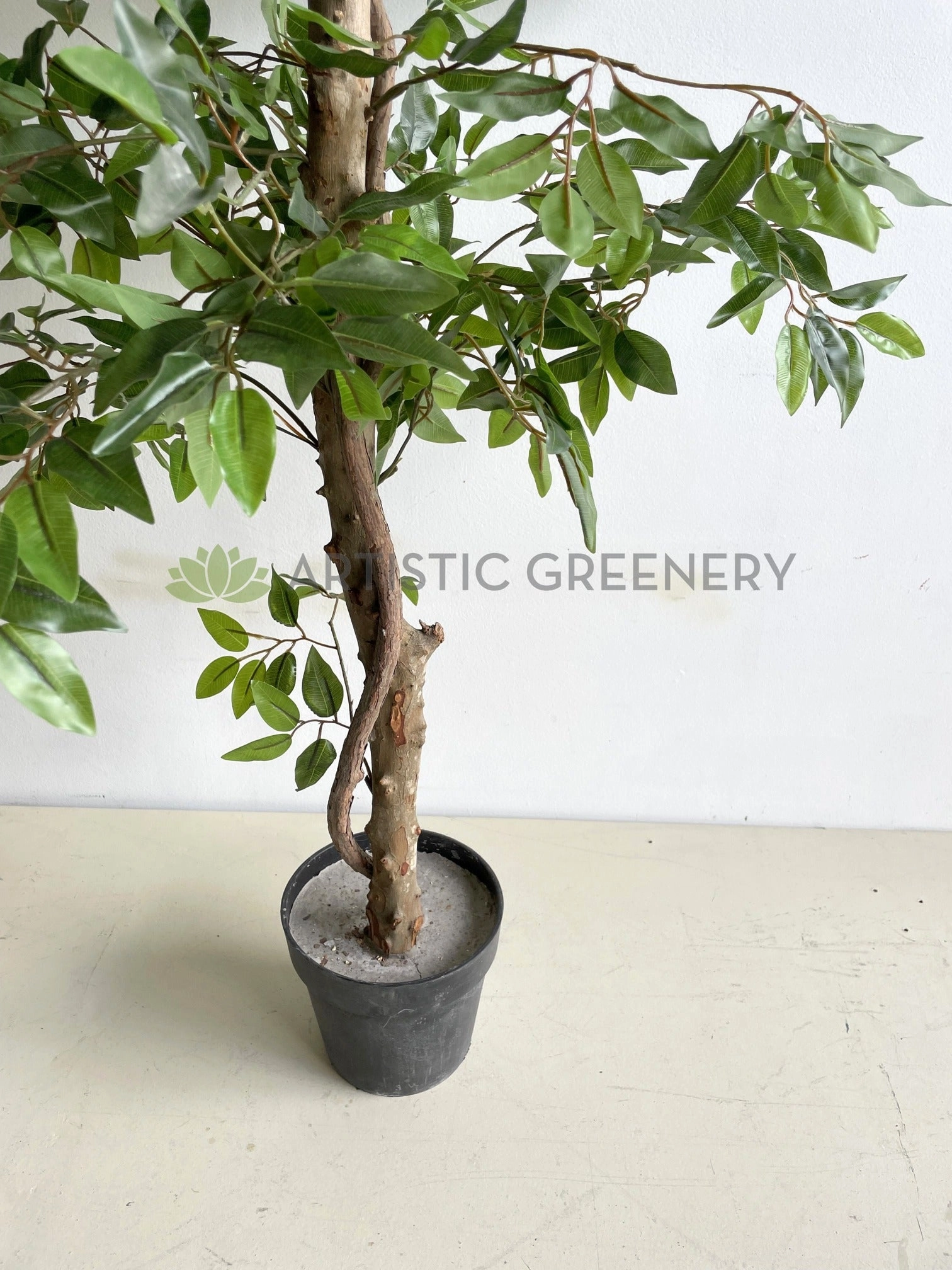 T0177 Ficus Tree 2 Tiers 150cm