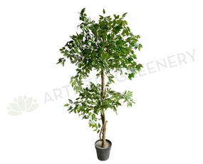 T0177 Ficus Tree 2 Tiers 150cm sun perennial  