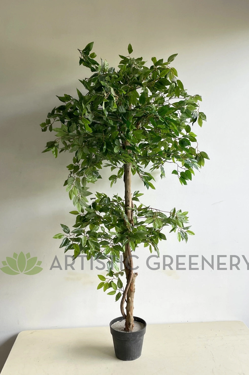 T0177 Ficus Tree 2 Tiers 150cm