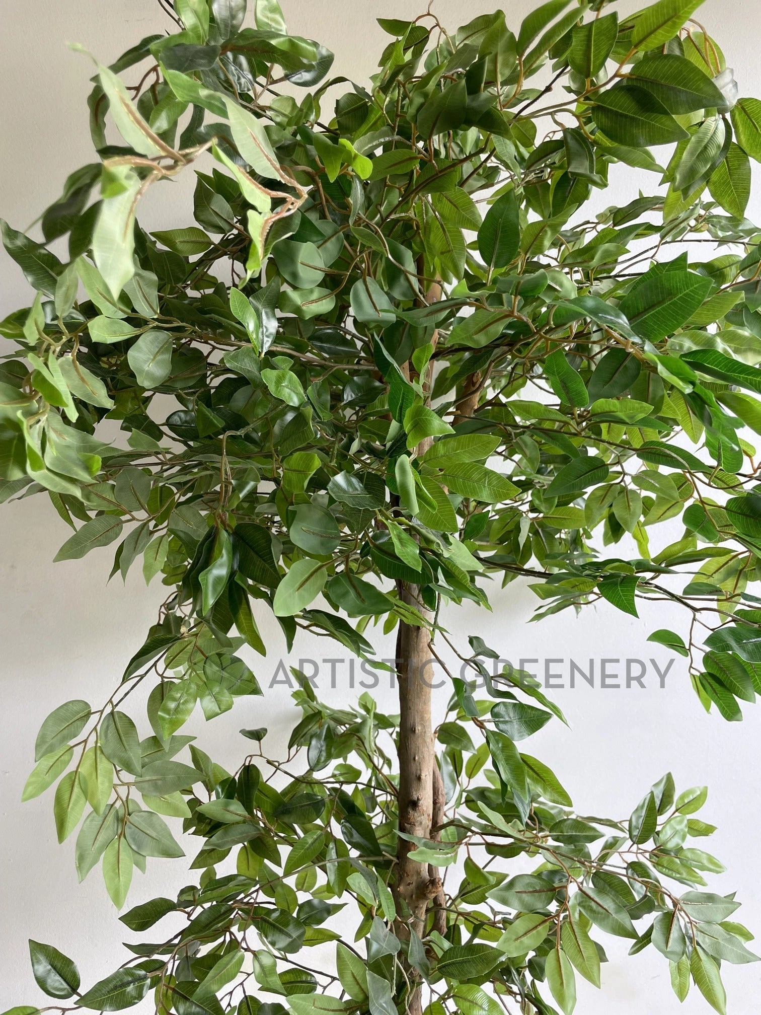 T0177 Ficus Tree 2 Tiers 150cm