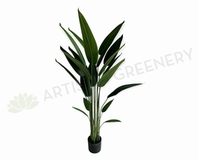 T0178 Bird of Paradise Plant 140cm sun perennial  