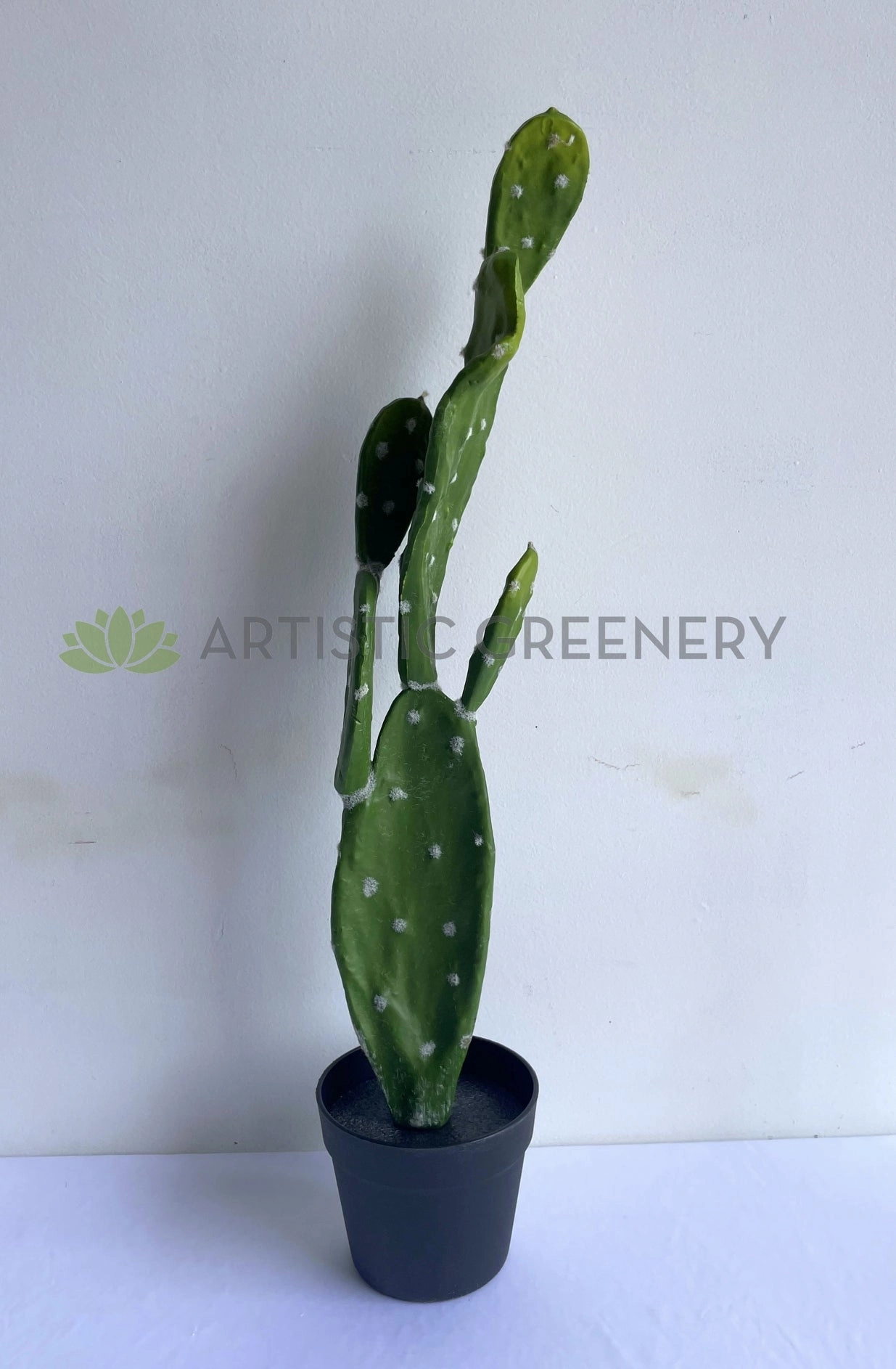 T0179 Barbary Fig / Pear Cactus 75cm