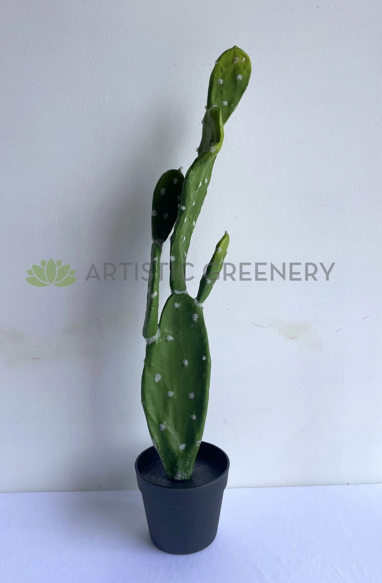 T0179 Barbary Fig / Pear Cactus 75cm