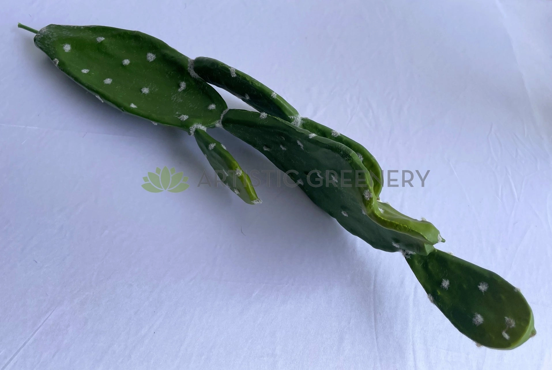 T0179 Barbary Fig / Pear Cactus 75cm