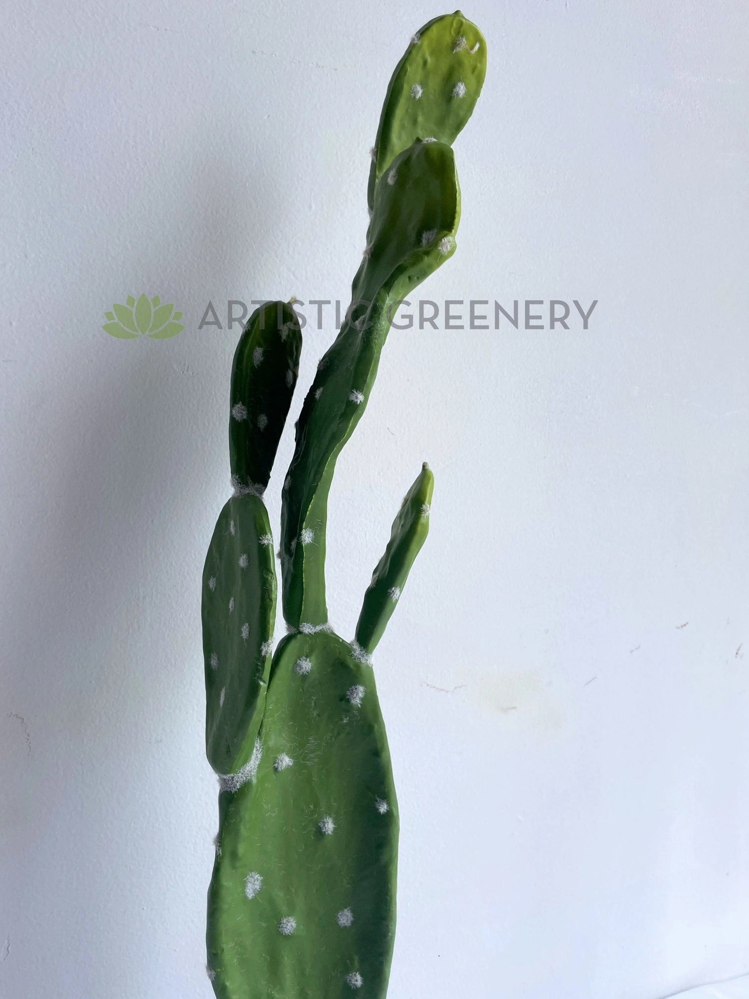 T0179 Barbary Fig / Pear Cactus 75cm