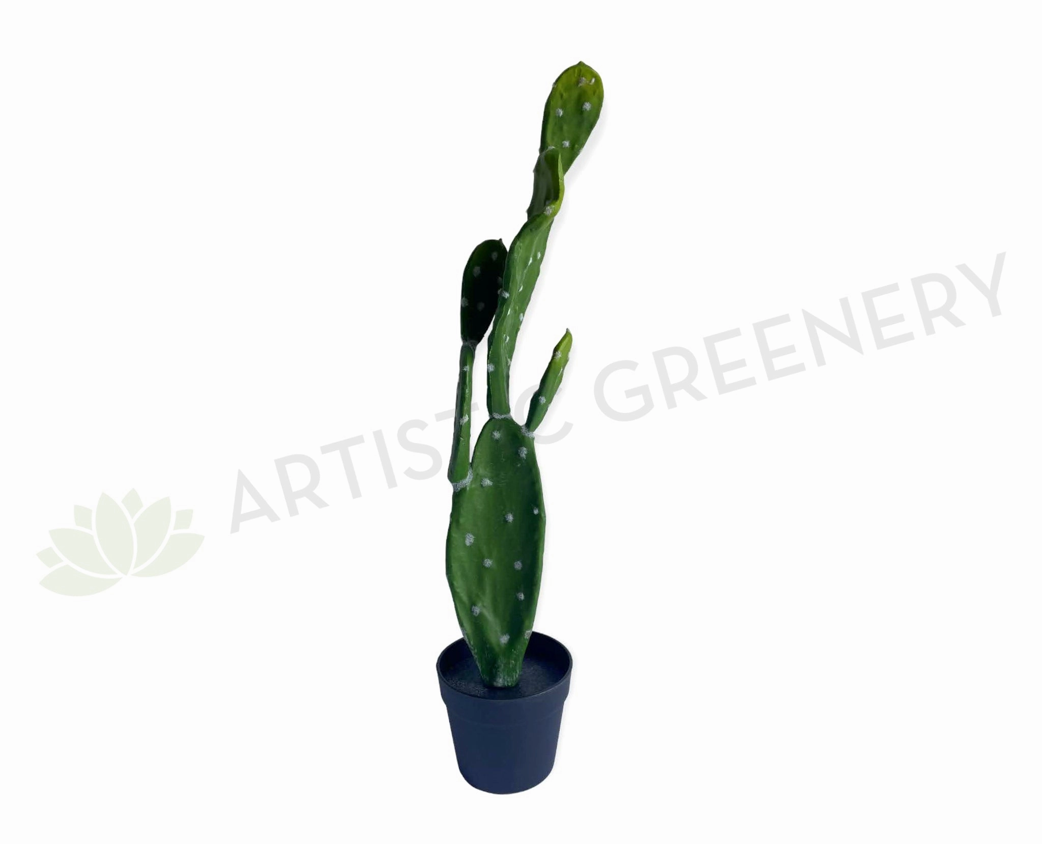 T0179 Barbary Fig / Pear Cactus 75cm mini ornamental plant  