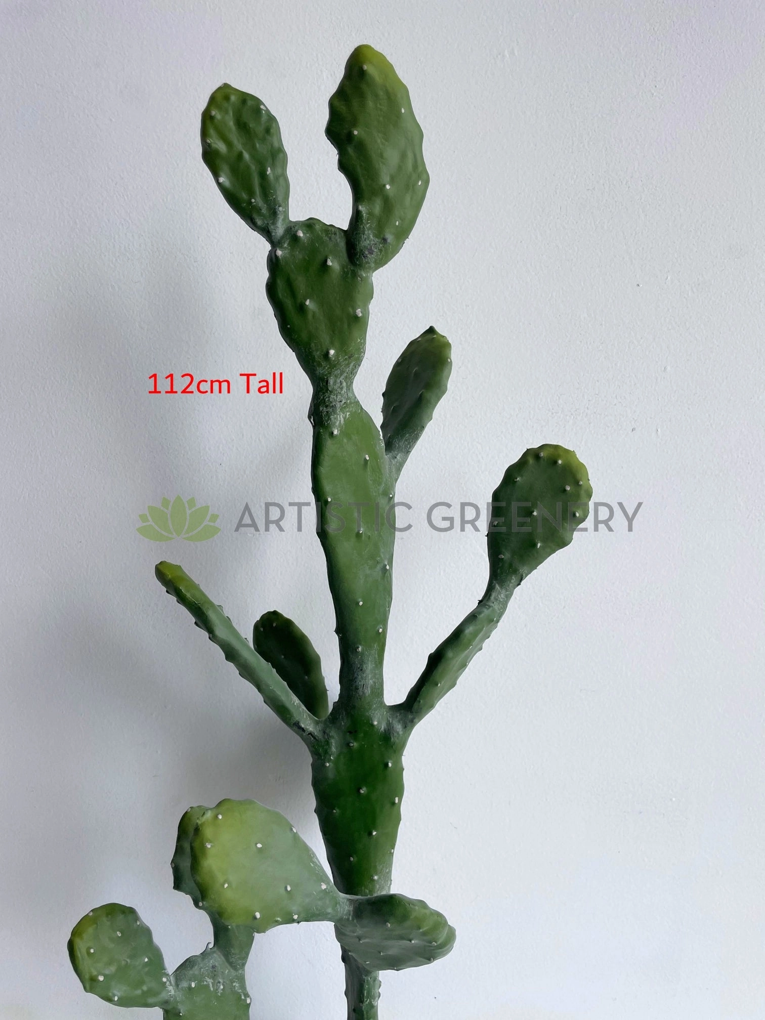 T0180 Barbary Fig / Prickly Pear Cactus 2 Sizes (76cm / 112cm)