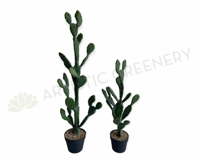 T0180 Barbary Fig / Prickly Pear Cactus 2 Sizes (76cm / 112cm) mini ornamental plant  