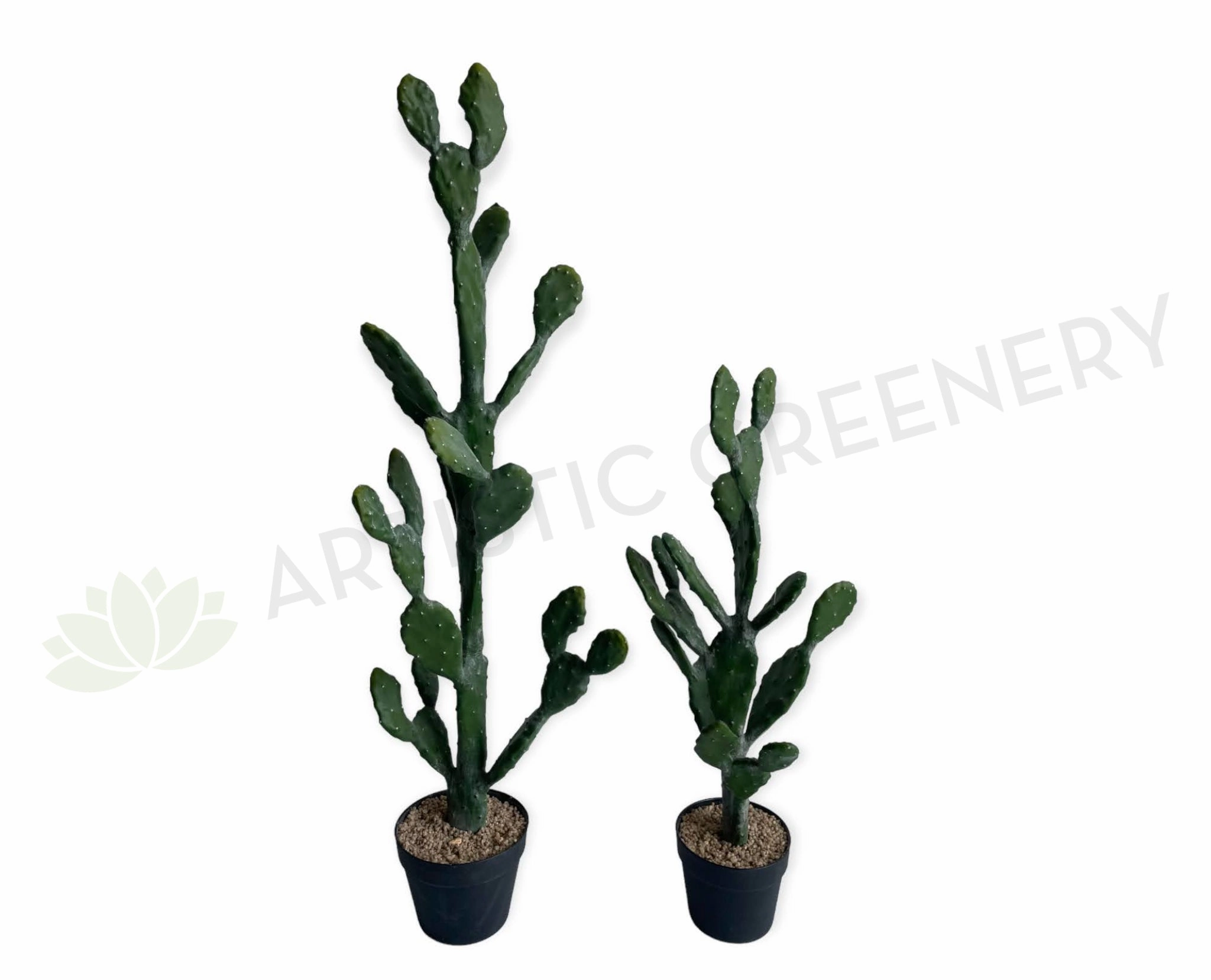 T0180 Barbary Fig / Prickly Pear Cactus 2 Sizes (76cm / 112cm) sun perennial  