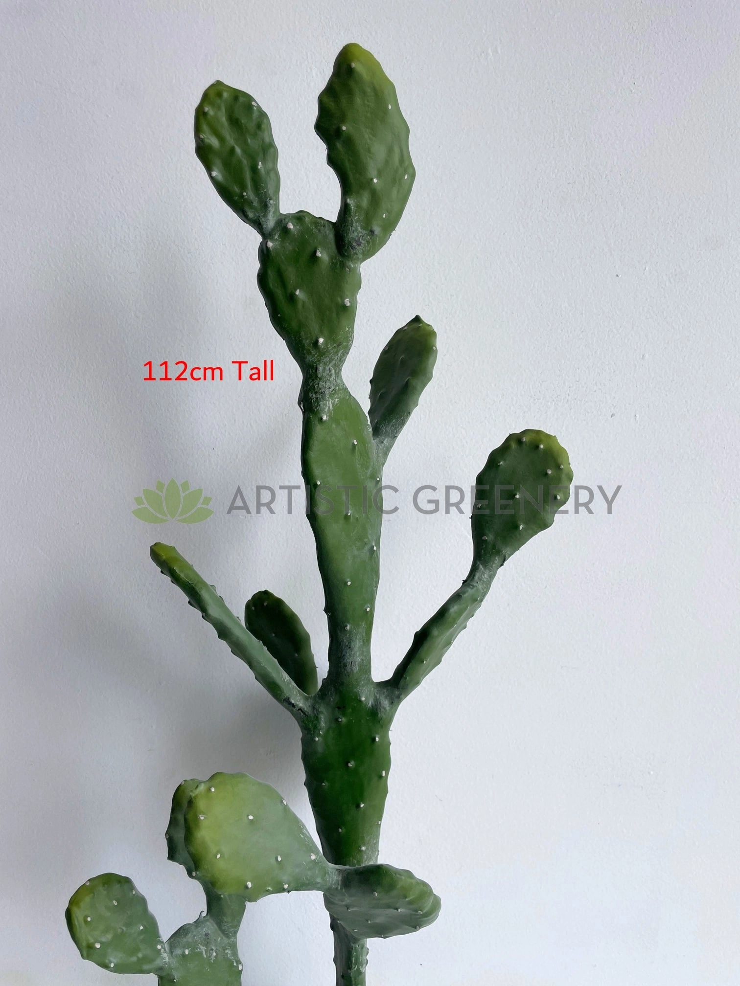 T0180 Barbary Fig / Prickly Pear Cactus 2 Sizes (76cm / 112cm)