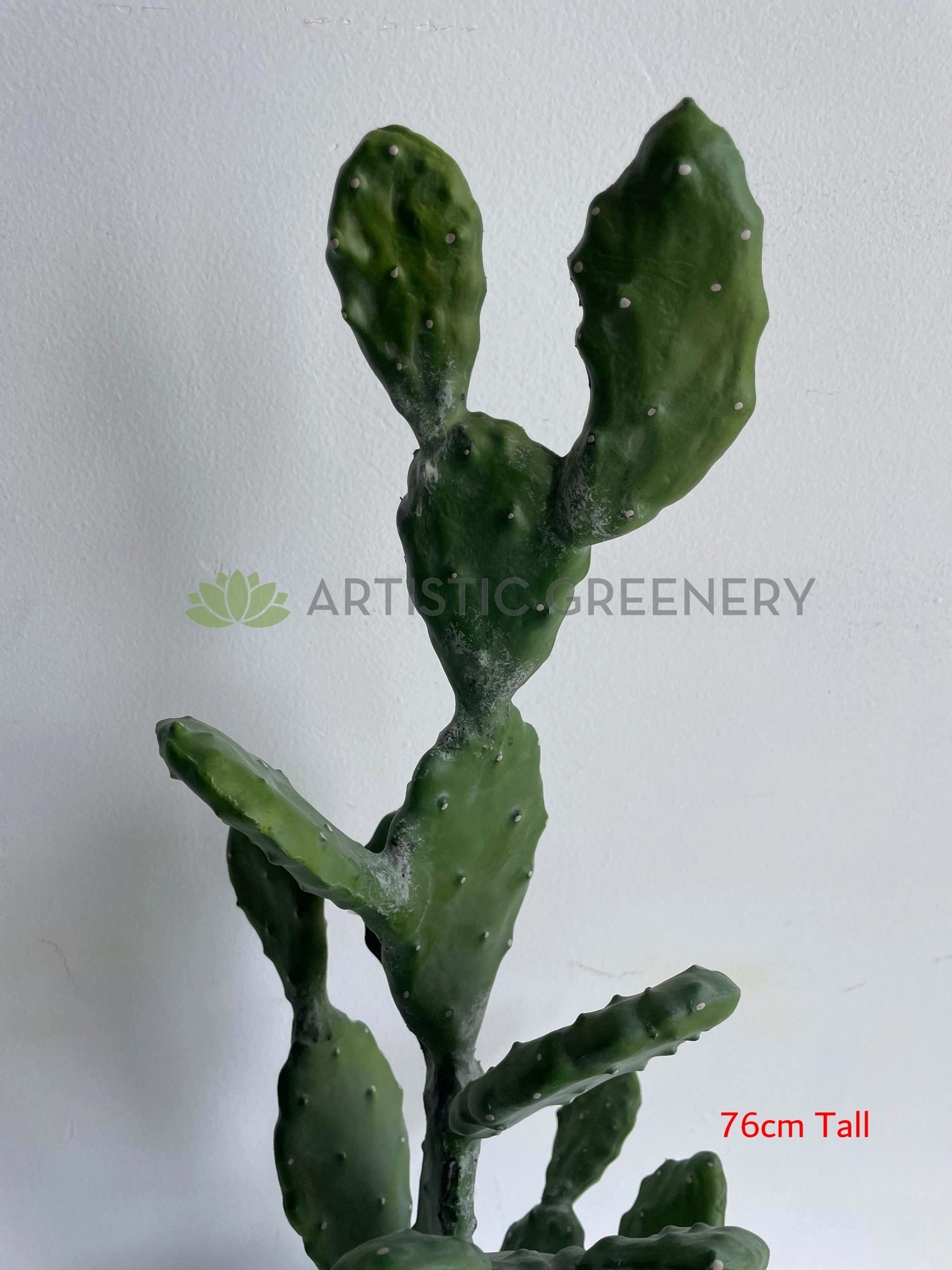 T0180 Barbary Fig / Prickly Pear Cactus 2 Sizes (76cm / 112cm)