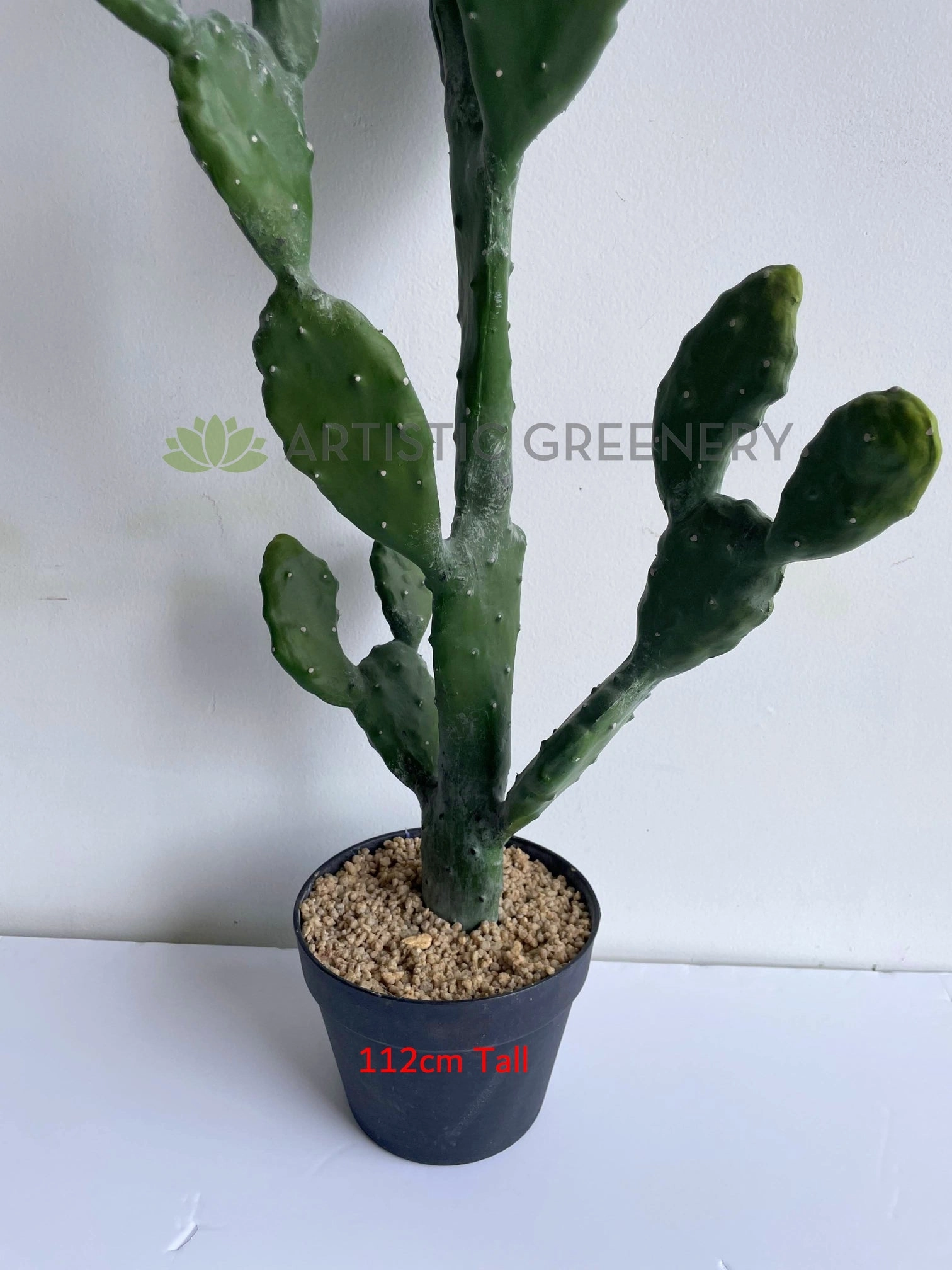 T0180 Barbary Fig / Prickly Pear Cactus 2 Sizes (76cm / 112cm)