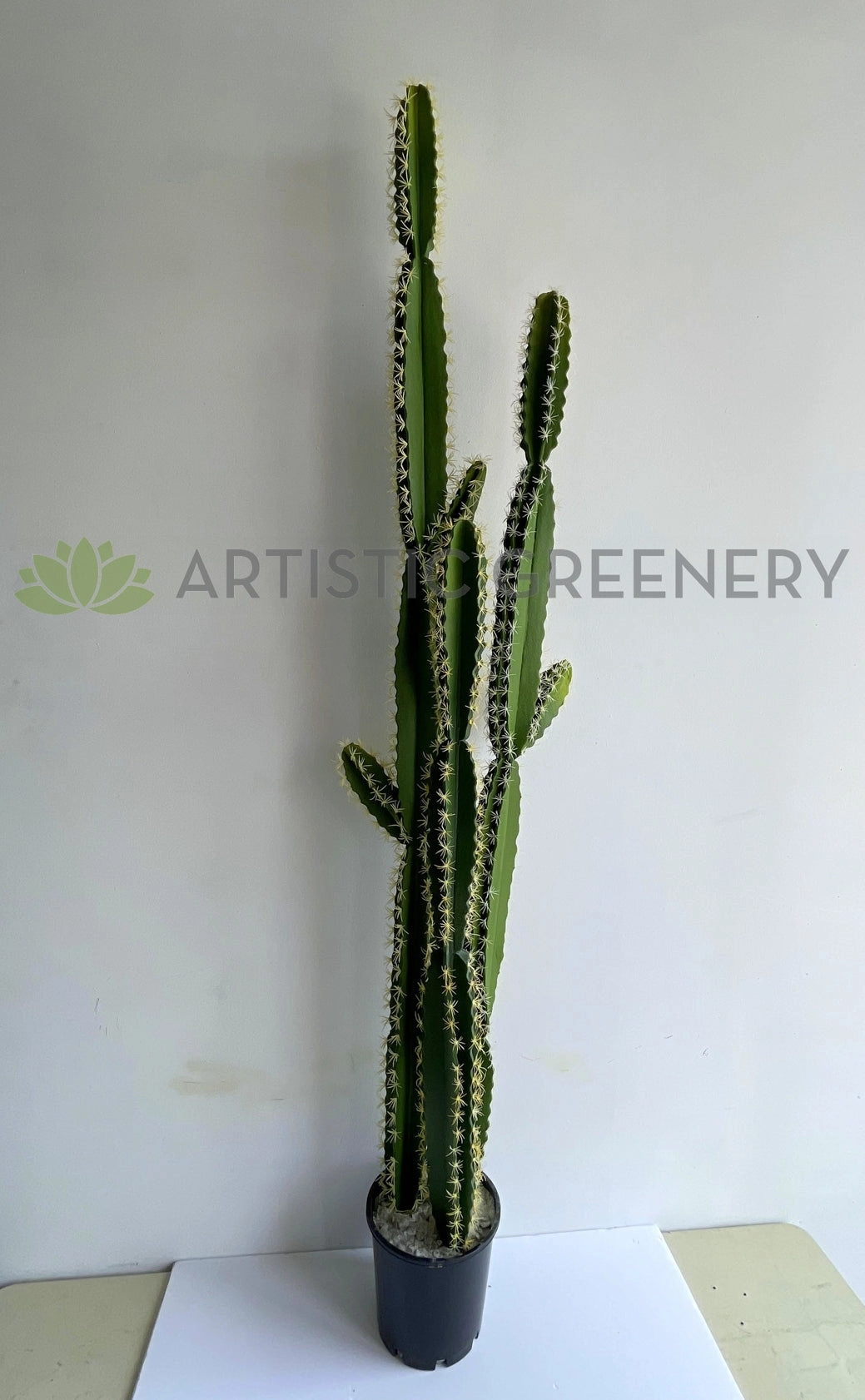 T0181 Pleated Cereus (Queen-of-the-night) Cereus Jamacaru 184cm