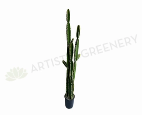 T0181 Pleated Cereus (Queen-of-the-night) Cereus Jamacaru 184cm mini ornamental plant  