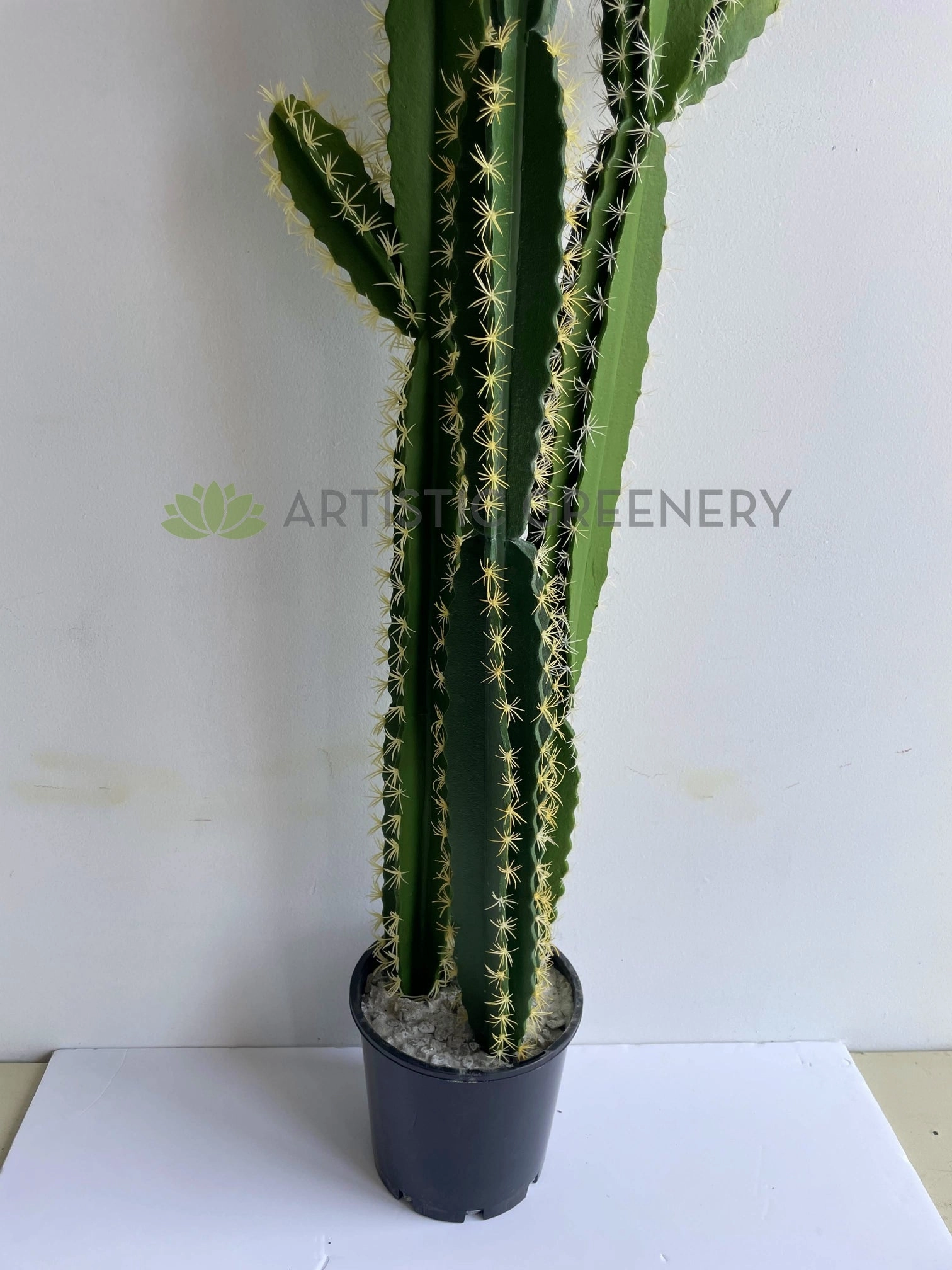 T0181 Pleated Cereus (Queen-of-the-night) Cereus Jamacaru 184cm
