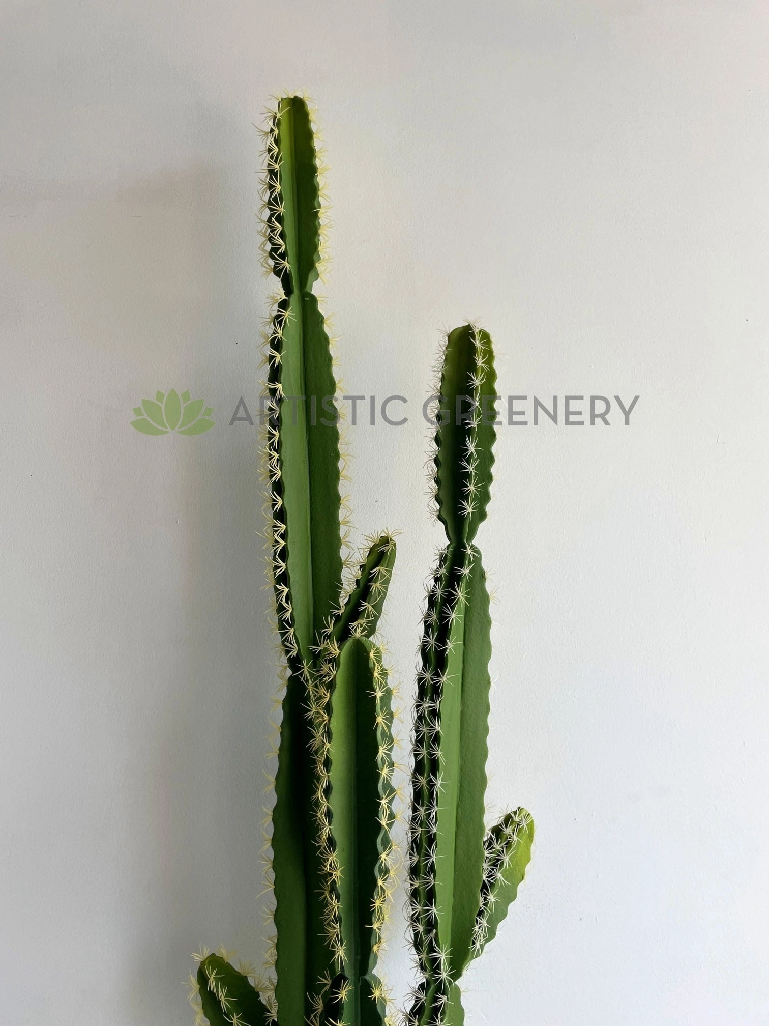 T0181 Pleated Cereus (Queen-of-the-night) Cereus Jamacaru 184cm
