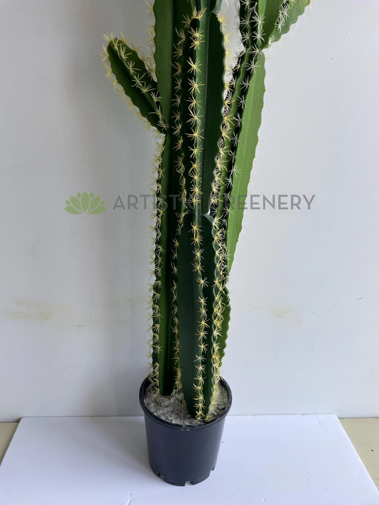 T0181 Pleated Cereus (Queen-of-the-night) Cereus Jamacaru 184cm