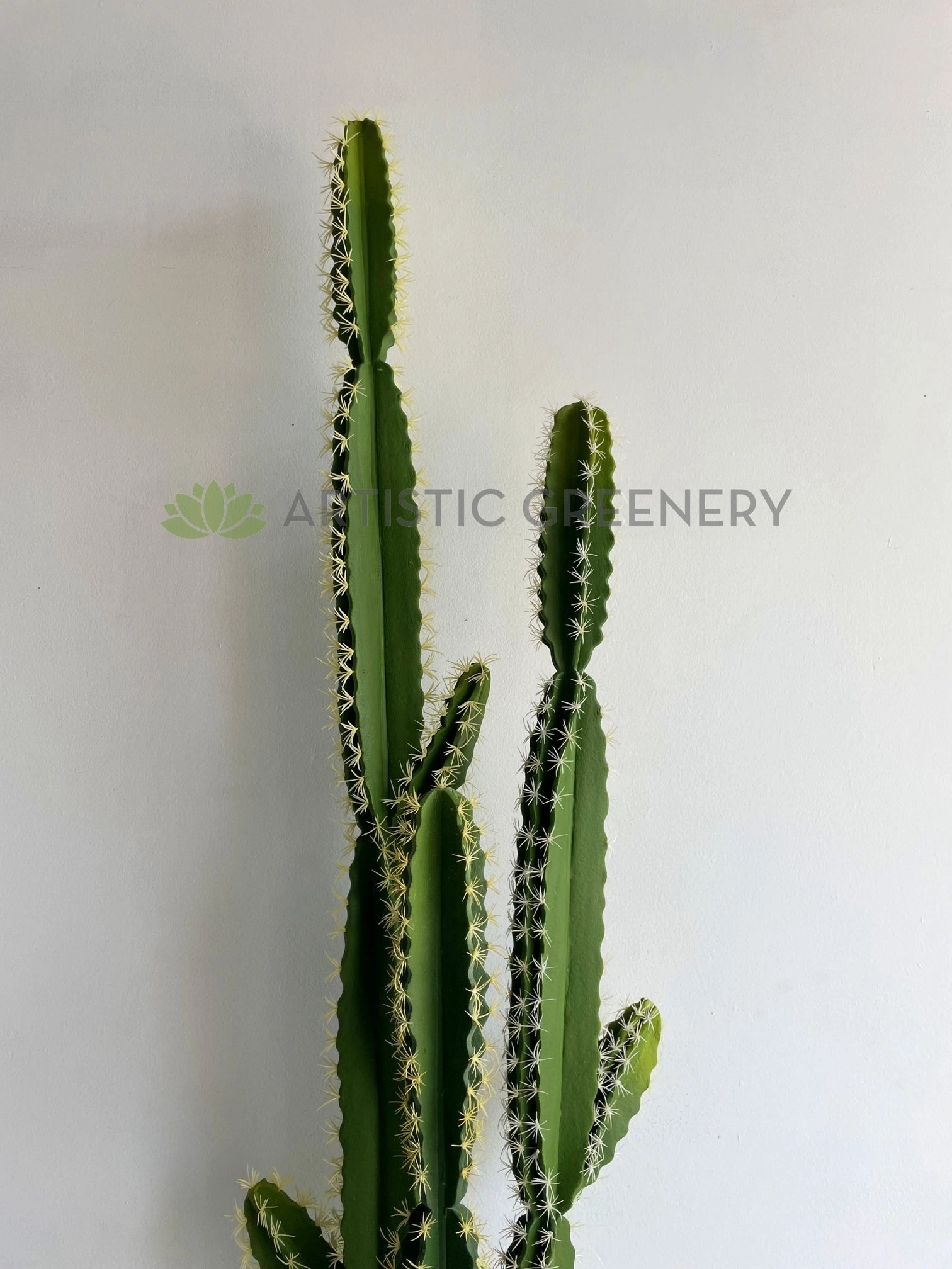 T0181 Pleated Cereus (Queen-of-the-night) Cereus Jamacaru 184cm