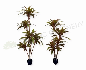 T0184 Cordyline Fruticosa Tree / Ti Plant 140cm | 170cm sun perennial  