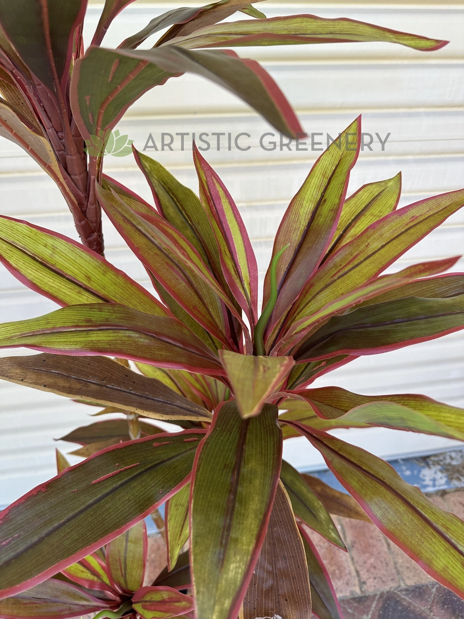 T0184 Cordyline Fruticosa Tree / Ti Plant 140cm | 170cm