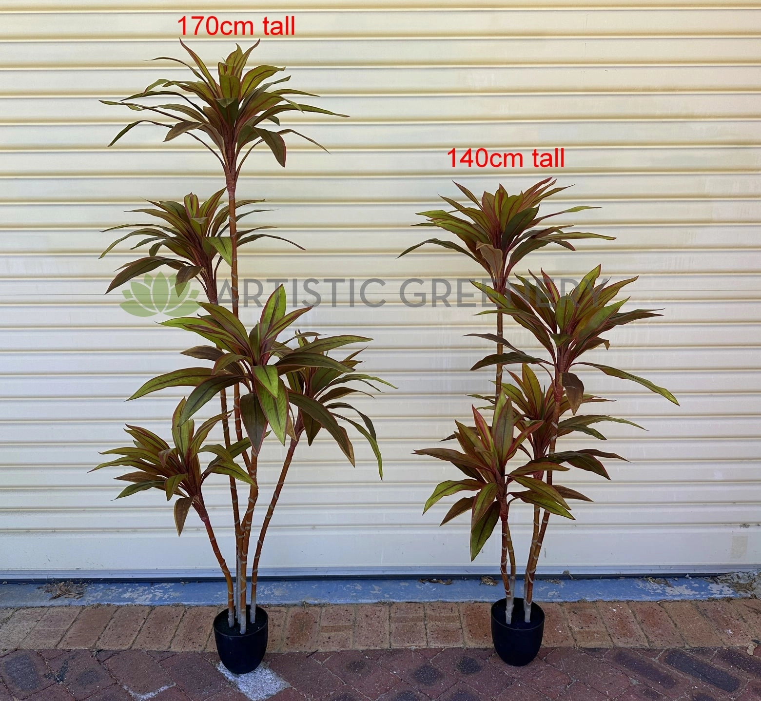 T0184 Cordyline Fruticosa Tree / Ti Plant 140cm | 170cm