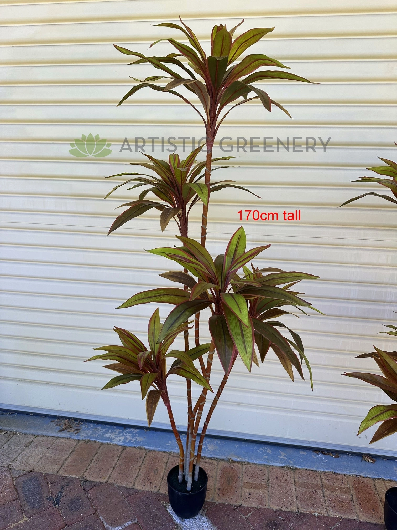 T0184 Cordyline Fruticosa Tree / Ti Plant 140cm | 170cm