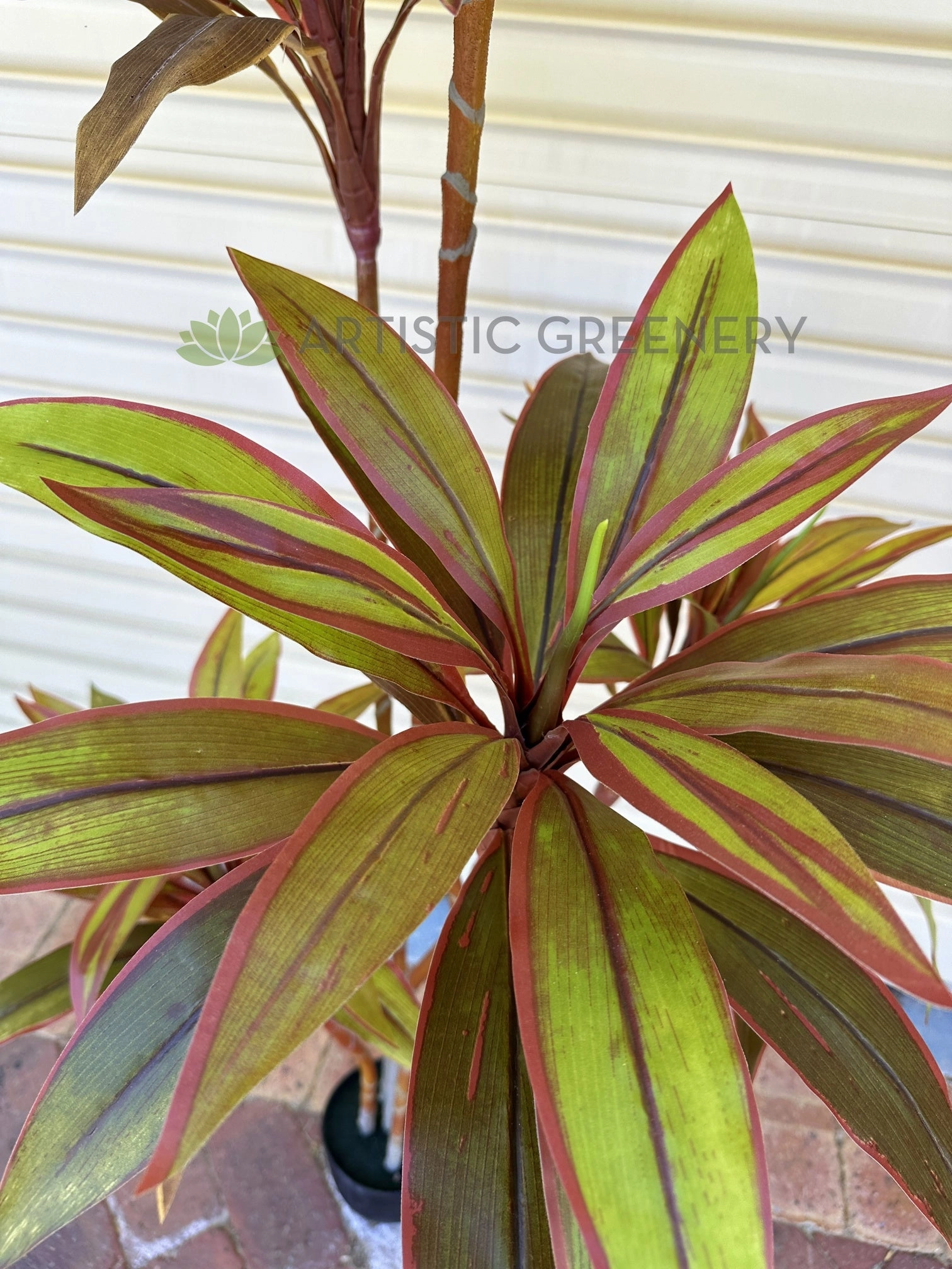 T0184 Cordyline Fruticosa Tree / Ti Plant 140cm | 170cm