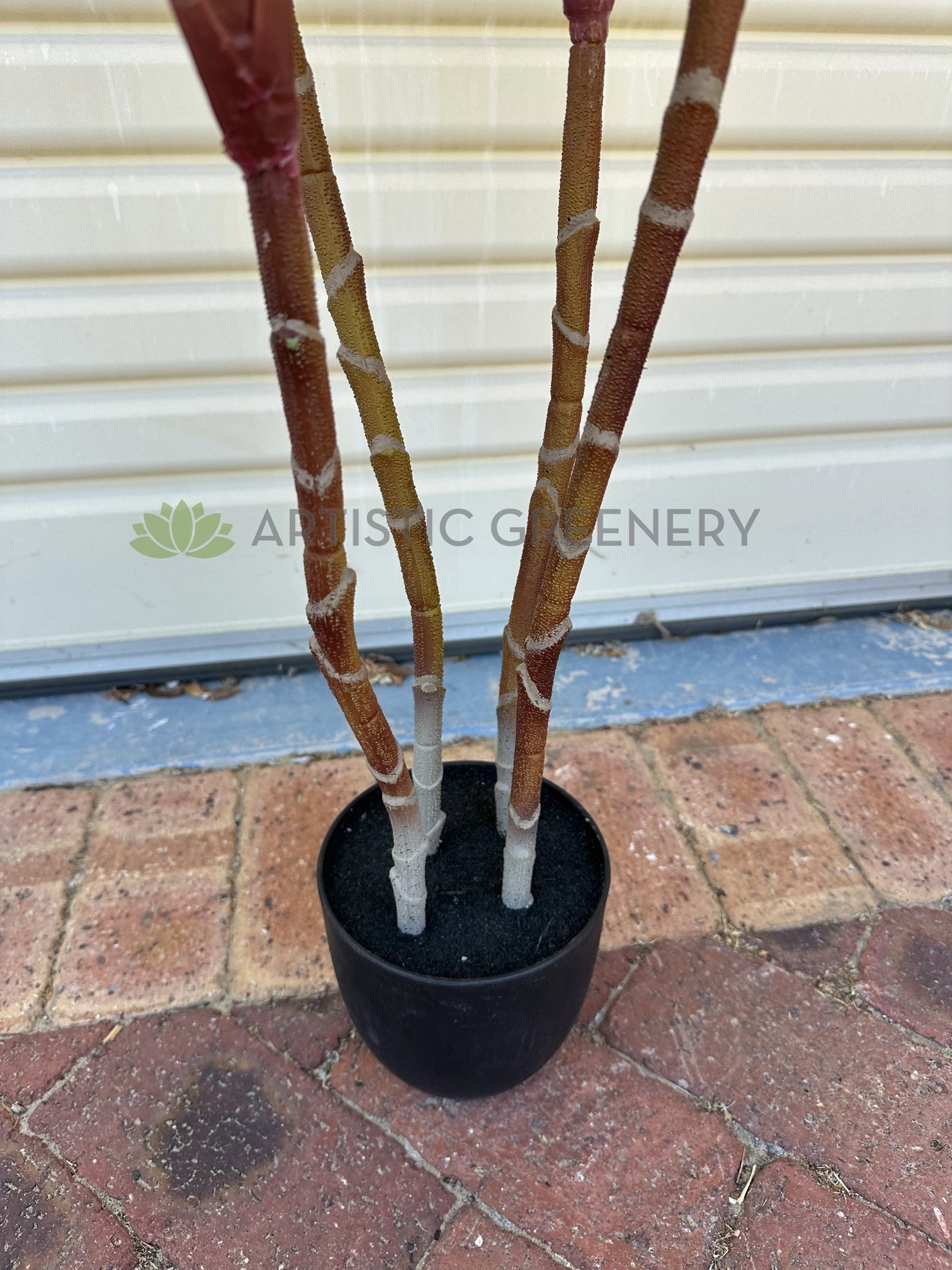 T0184 Cordyline Fruticosa Tree / Ti Plant 140cm | 170cm