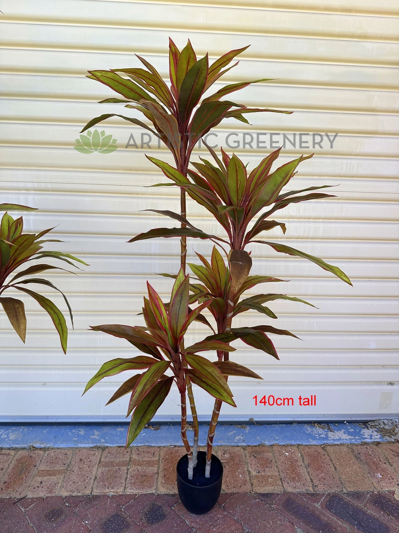 T0184 Cordyline Fruticosa Tree / Ti Plant 140cm | 170cm